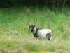 Wild goat