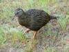 Weka